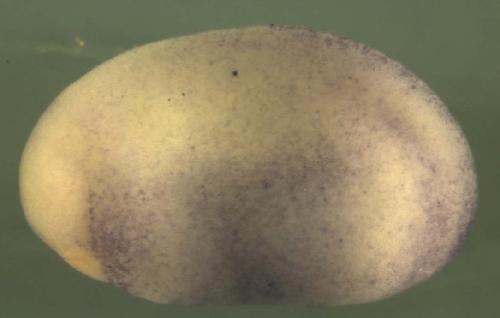 Xenopus Rh family, B glycoprotein  / rhbg gene expression in stage 20 embryo