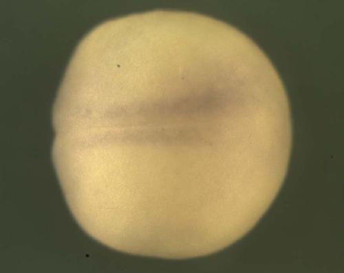Xenopus spindle assembly 6 homolog  / saa6.2 gene expression in stage 15 embryo