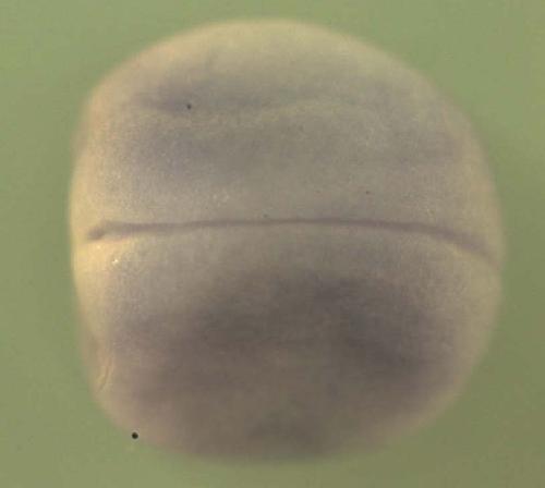 Xenopus sirtuin (silent mating type information regulation 2 homolog) 4  / sirt4 gene expression in stage 18 embryo