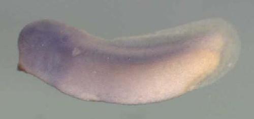 Xenopus putative ortholog of hT001 protein, expression in stage 28 embryo