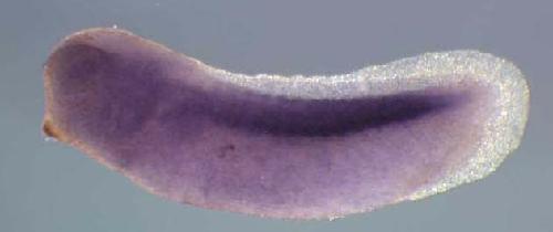 Xenopus dnase2 / deoxyribonuclease II, lysosomal gene expression in stage 28 embryo