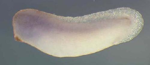 Xenopus gtf2e1 / general transcription factor IIE, polypeptide 1, alpha 56kDa gene expression in stage 28 embryo