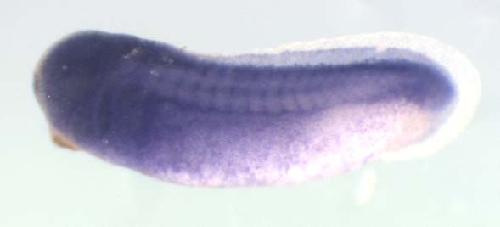 Xenopus tubb / tubulin, beta gene expression in stage 28 embryo. Clone TEgg006m18