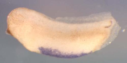 Xenopus urod / uroporphyrinogen decarboxylase gene expression in stage 28 embryo. Clone TNeu131i09