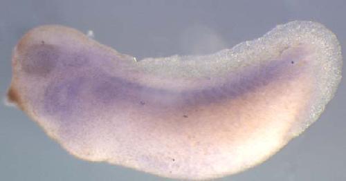 Xenopus gene image