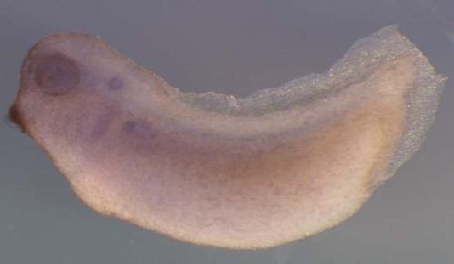 Xenopus zmynd12 / zinc finger, MYND-type containing 12 gene expression in stage 30 embryo.