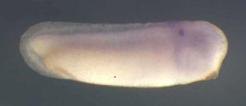 Xenopus lipt1 / lipoyltransferase 1 gene expression in stage 28 embryo. Clone TTpA018m08.