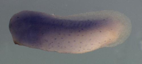 Xenopus stx1a / syntaxin 1A (brain) gene expression in stage 28 embryo. Clone TTpA018d10.