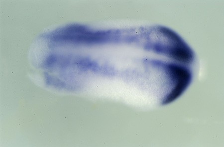 Xenopus foxr1 / forkhead box R1 expression in stage 25 embryo assayed by in situ hybridization