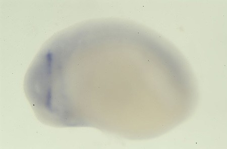 Harland Lab Image