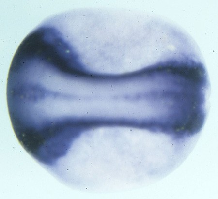 Harland Lab Image