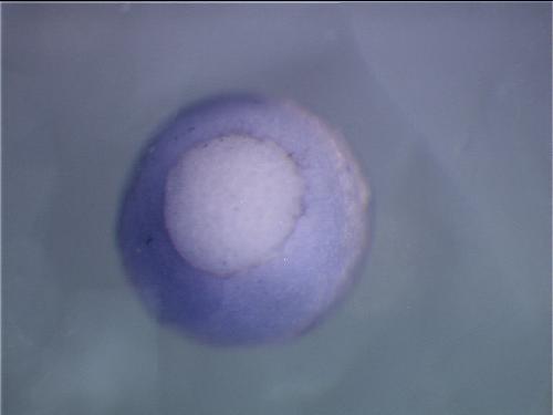 Papalopulu Lab Image