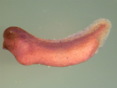 Smith Lab Image