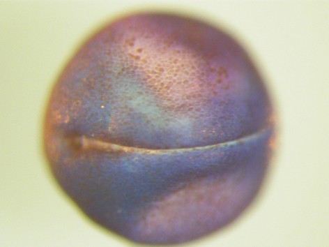 Smith Lab Image