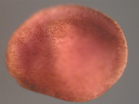 Smith Lab Image