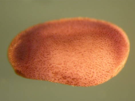 Smith Lab Image
