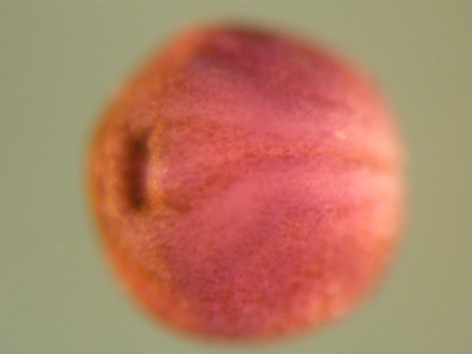 Smith Lab Image