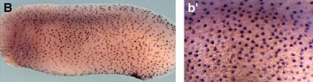 Xenopus dcdc2 expression assayed by in situ hybridization. Lateral view of stage 25 embryo showing expression in ciliated cells.