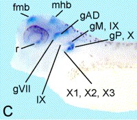 Xenopus Lit image