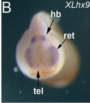 Xenopus Lit image