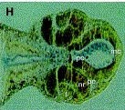 Xenopus Lit image