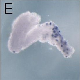 Xenopus Lit image