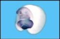 Xenopus Lit image