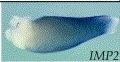 Xenopus Lit image