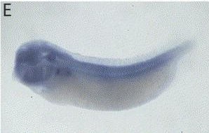 Xenopus Lit image