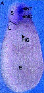 Xenopus Lit image