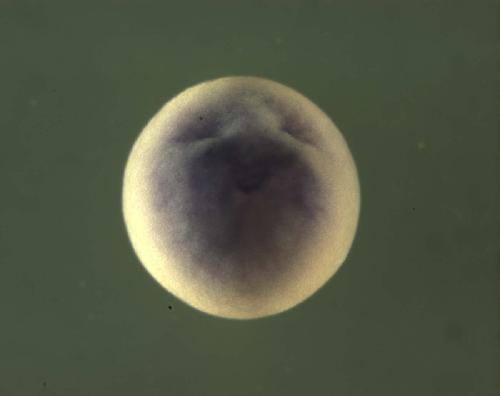 XDB3 Image