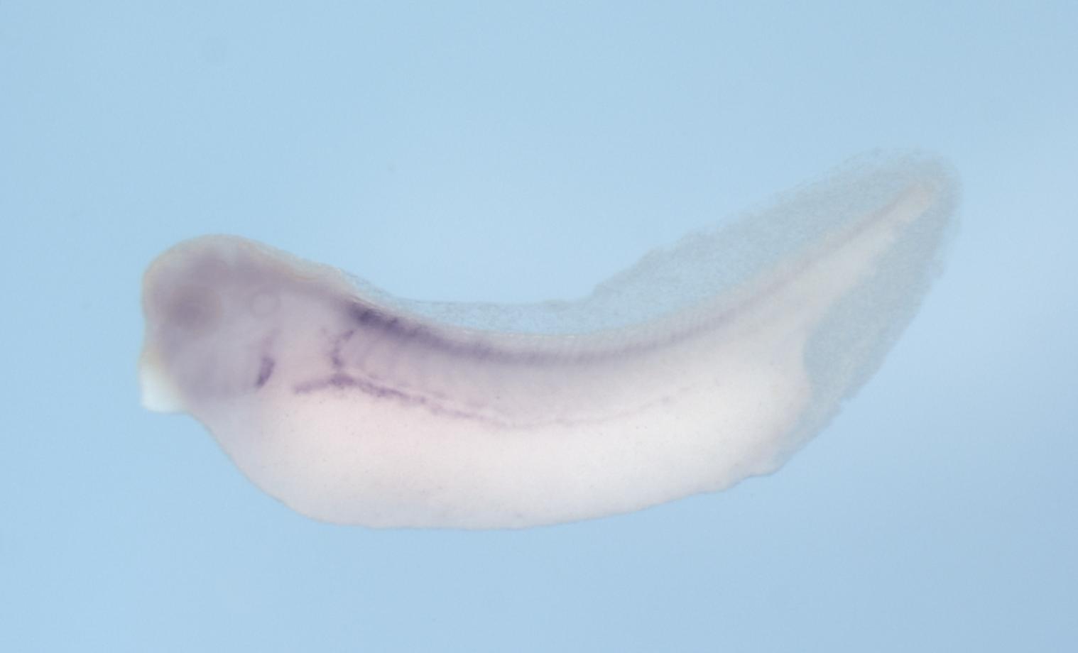 Xenbase Expression Image