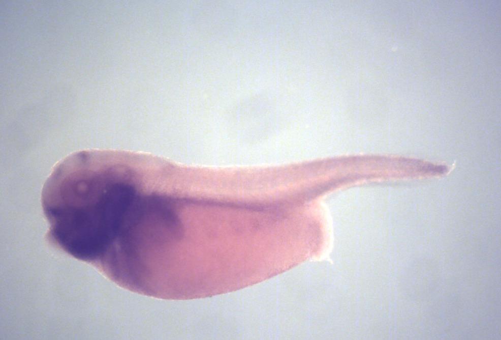 Xenbase Expression Image