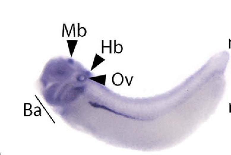 Manual Lit image for Xenopus