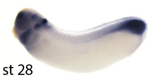 Manual Lit image for Xenopus