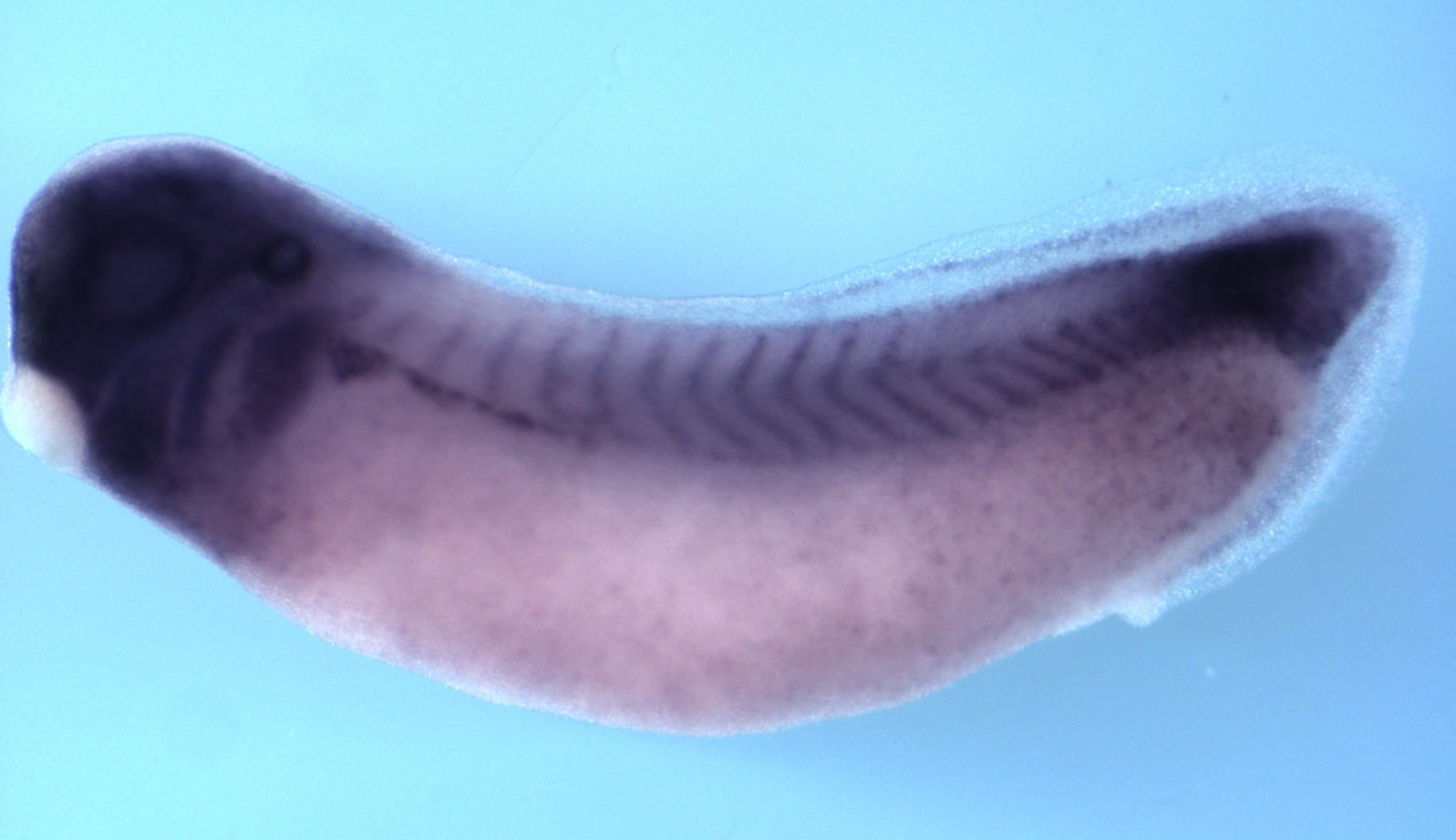 Xenopus frizzled 2 / frz2 expression in stage 31 embryo. Image by Scott Rankin and Aaron Zorn.