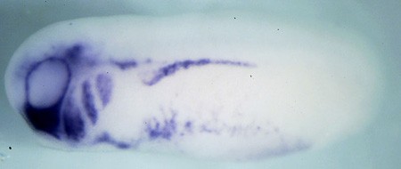 Harland Lab Image