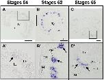 Expression Image