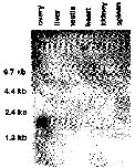 Expression Image