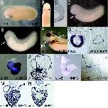 Expression Image