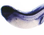 Expression Image