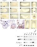 Expression Image