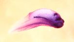 Expression Image