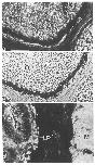 Expression Image