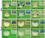 Expression Image