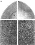 Expression Image