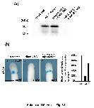 Expression Image