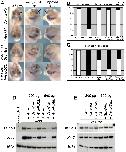 Expression Image