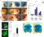 Expression Image