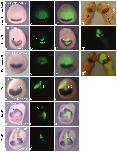 Expression Image